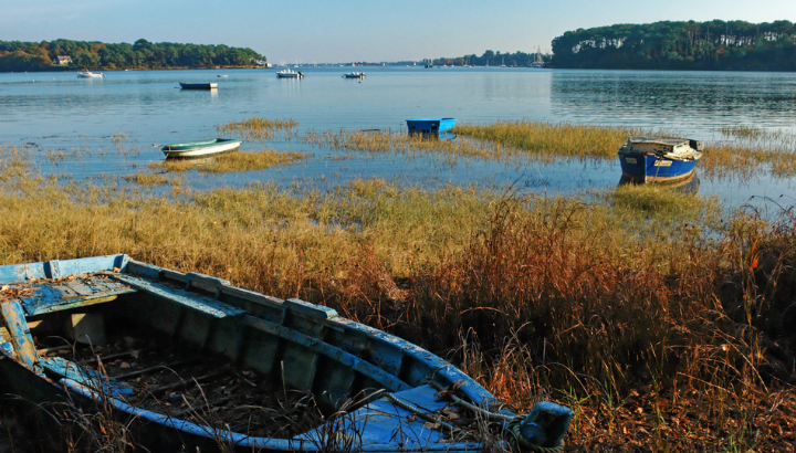 Les hivernants du golfe